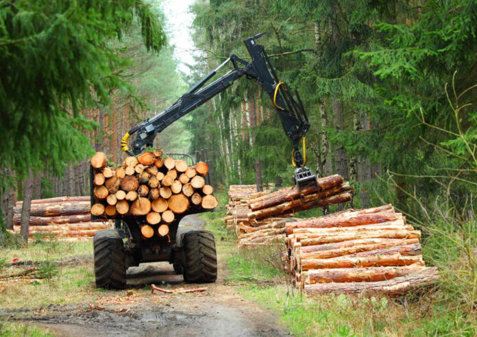 The,Harvester,Working,In,A,Forest.,Harvest,Of,Timber.,Firewood