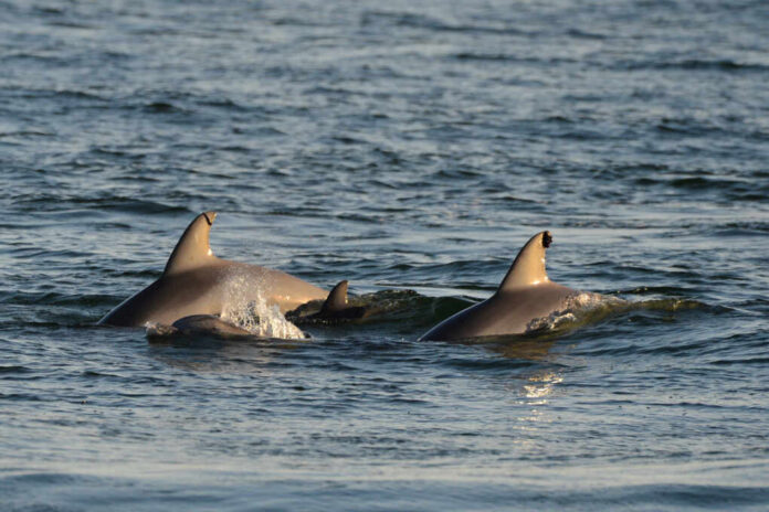 Dolphins,In,St,Andrews,St,Park,,Panama,City,Beach,,Fl