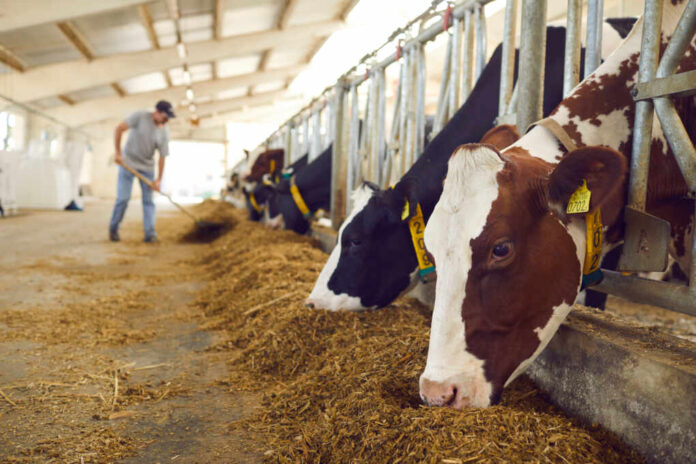 Healthy,Dairy,Cows,Feeding,On,Fodder,Standing,In,Row,Of