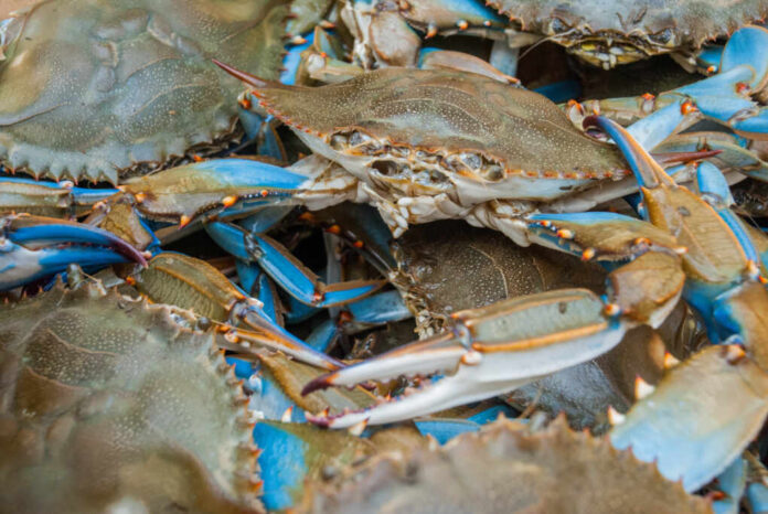 Freshly,Caught,Blue,Crabs