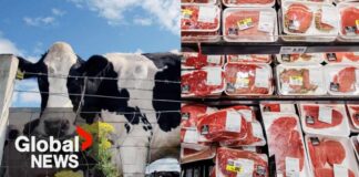 "Lot of unknowns": Cloned meat could soon be sold in