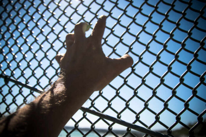 Hand,Clings,To,Chain,Link,Fence;,Climbing,To,Escape,Confinement