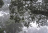Misty forest with tree branches and green foliage in a foggy atmosphere