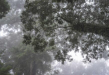 Misty forest with tree branches and green foliage in a foggy atmosphere