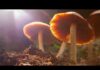 Drought Breaks? FDA Eyes PTSD Game-Changers Research: Psychedelics as medicine