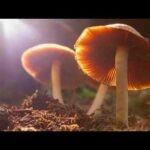 Research: Psychedelics as medicine