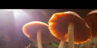 Research: Psychedelics as medicine