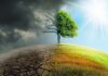 Tree split between dead and lush sides under dark clouds and bright sun