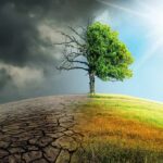Tree split between dead and lush sides under dark clouds and bright sun