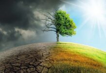 Drought Sparks Deadly Viral Surge Tree split between dead and lush sides under dark clouds and bright sun