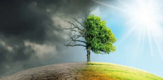 Tree split between dead and lush sides under dark clouds and bright sun
