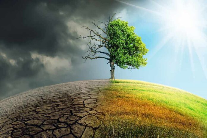 Tree split between dead and lush sides under dark clouds and bright sun