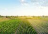 Rows of crops in a green agricultural field at sunrise
