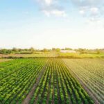 France’s Corn Crash Shocks Markets Rows of crops in a green agricultural field at sunrise