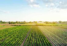 Rows of crops in a green agricultural field at sunrise
