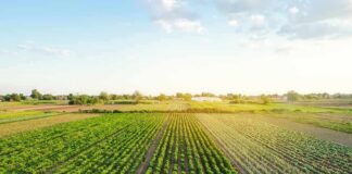 Rows of crops in a green agricultural field at sunrise