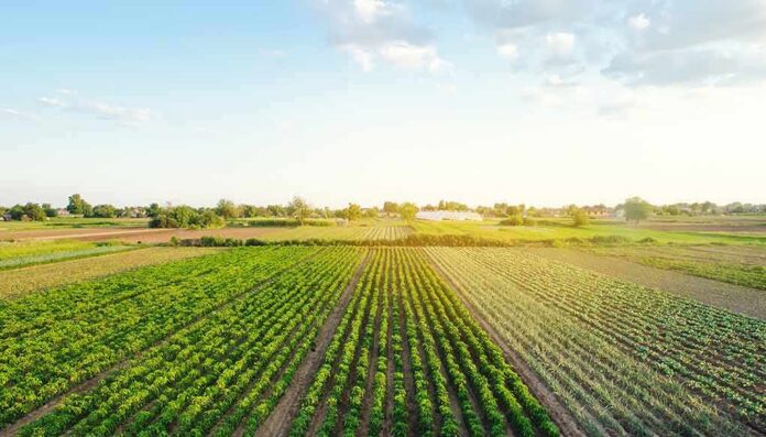 shutterstock_1507819307 Rows of crops in a green agricultural field at sunrise