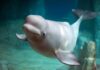 Aquarium Crisis Deepens – Another Beluga Lost Beluga whale swimming underwater