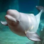 Beluga whale swimming underwater