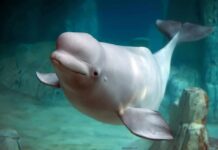 Beluga whale swimming underwater